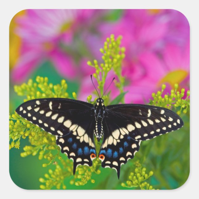 Pegatina Cuadrada Una Mariposa Macho Posa (Anverso)