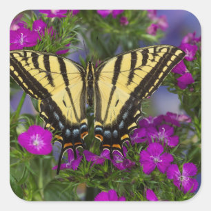 Pegatina Cuadrada Una mariposa vicerrey sobre flores rosa oscuro