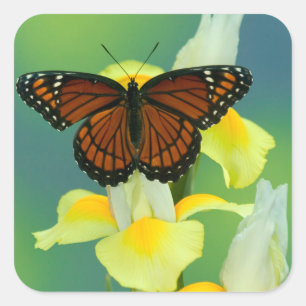 Pegatina Cuadrada Una mariposa virrey en un iris japonés amarillo