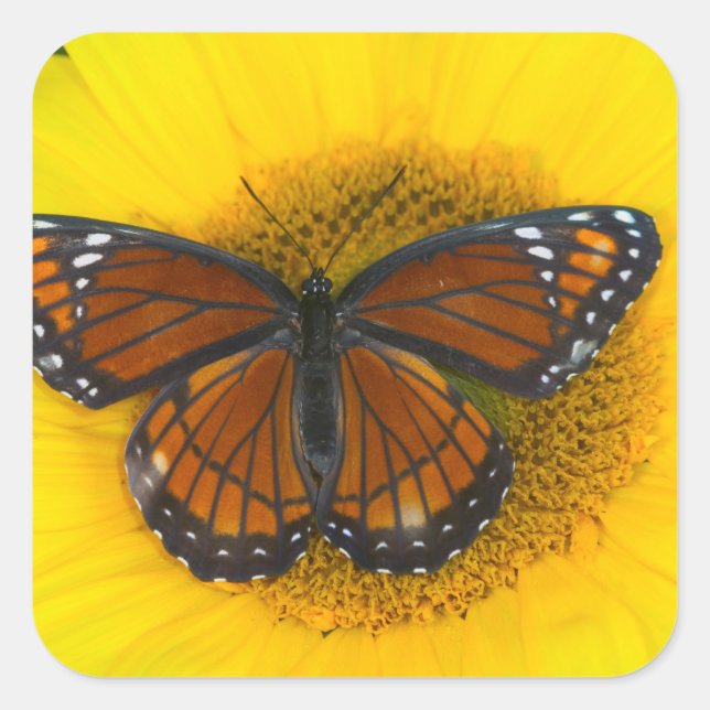 Pegatina Cuadrada Una mariposa virrey | Limenitis Archippus (Anverso)