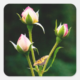 Pegatina Cuadrada Una mariposa y rosas