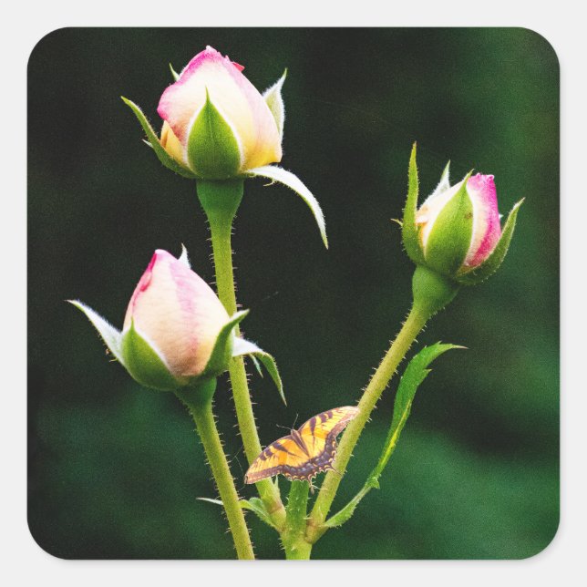 Pegatina Cuadrada Una mariposa y rosas (Anverso)