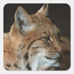 Pegatina Cuadrada Una mirada intensa: el cierre de un Lynx