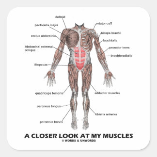 Pegatina Cuadrada Una Mirada Más Cercana A Mis Músculos (Anatomía /