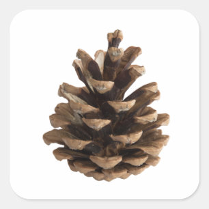Pegatina Cuadrada Una sola pinecona