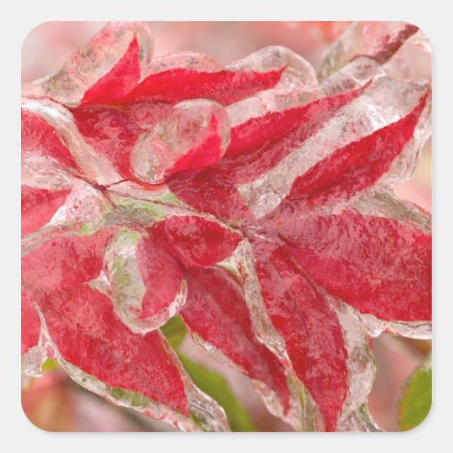 Pegatina Cuadrada Una tormenta de invierno cubriendo las hojas de (Anverso)