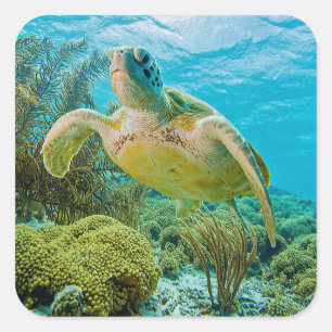 Pegatina Cuadrada Una Tortuga Verde En Los Arrecifes Poco Profundos 