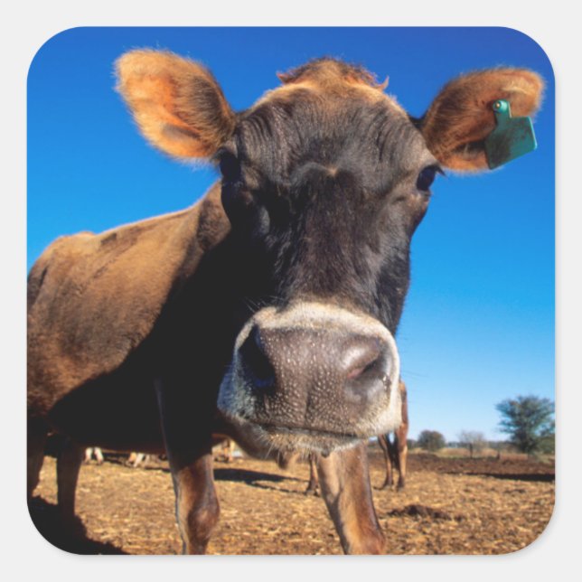 Pegatina Cuadrada Una vaca Jersey siendo curiosa (Anverso)