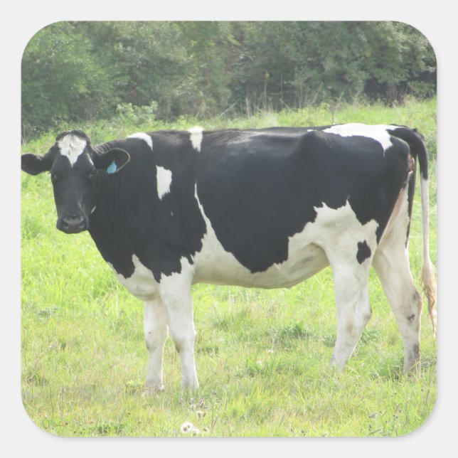 Pegatina Cuadrada Una vaca lechera en Pegatinas de la granja pastele (Anverso)