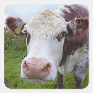 Pegatina Cuadrada Una vaca sola se asoma a la cámara