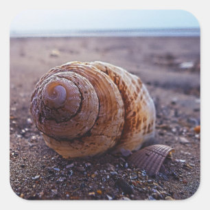 Pegatina Cuadrada Una vista macra de Shell espiral