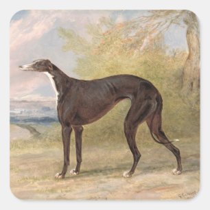 Pegatina Cuadrada Uno de los galgos que ganan del Fox del carril de