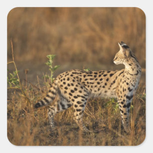 Pegatina Cuadrada Upper Mara, Reserva de caza Masai Mara, Kenia,