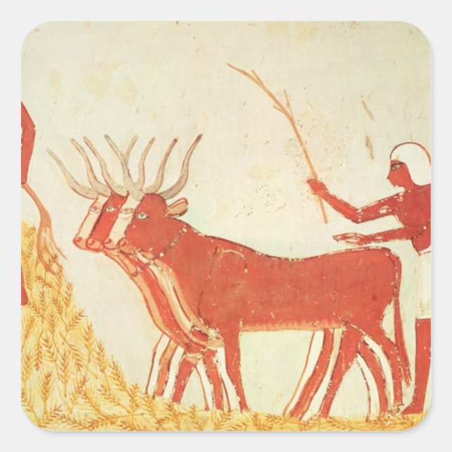 Pegatina Cuadrada Uso de vacas para pisotear trigo (Anverso)