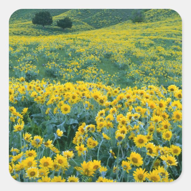 Pegatina Cuadrada UTAH. EE.UU. Arrowleaf balsamroot Balsamorhiza (Anverso)