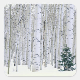 Pegatina Cuadrada UTAH. EE. UU. Aspen (Populus tremuloides) & Dougla