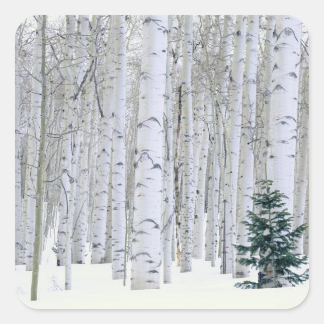 Pegatina Cuadrada UTAH. EE. UU. Aspen (Populus tremuloides) & Dougla (Anverso)