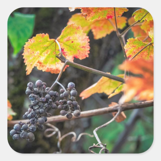 Pegatina Cuadrada Uva Ripe Isabella (Anverso)