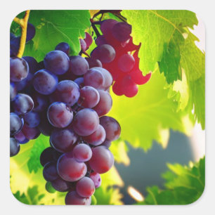 Pegatina Cuadrada Uvas