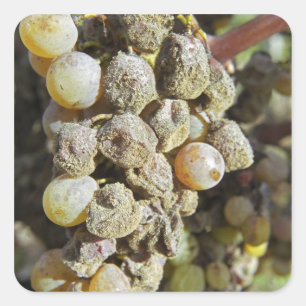 Pegatina Cuadrada Uvas de semillón con putrefacción noble. en el m