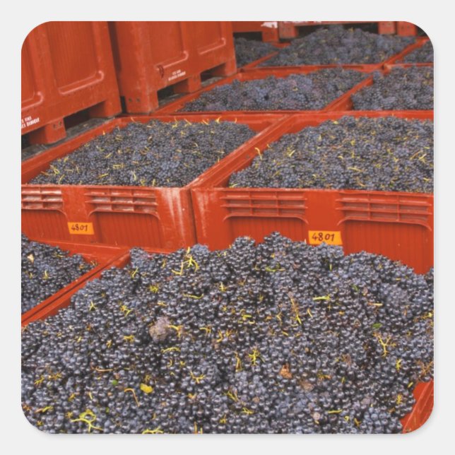 Pegatina Cuadrada Uvas Gamay recién llegadas de la cosecha en la (Anverso)