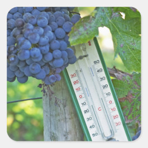 Pegatina Cuadrada Uvas Merlot en Chateau la Grave Figeac, una