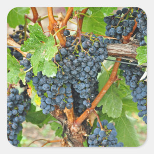 Pegatina Cuadrada Uvas moradas
