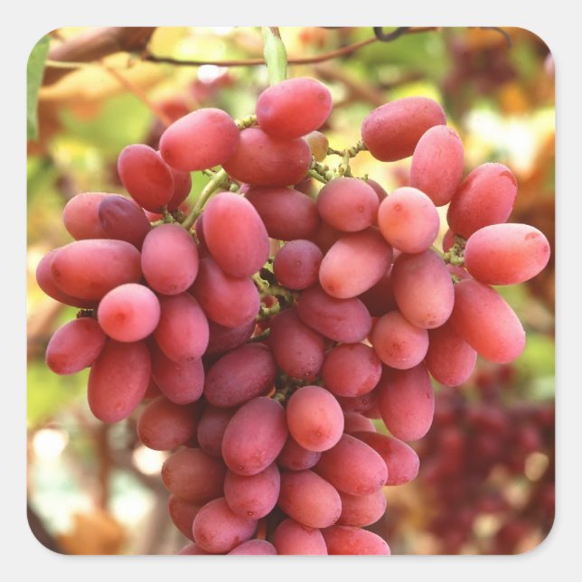 Pegatina Cuadrada Uvas sin semillas de Crimson (Anverso)