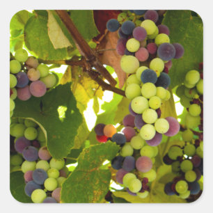 Pegatina Cuadrada Uvas verdes y púrpura cultivando en el vino