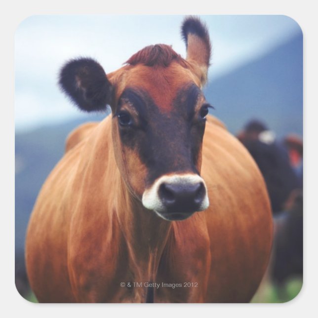 Pegatina Cuadrada vaca (Anverso)