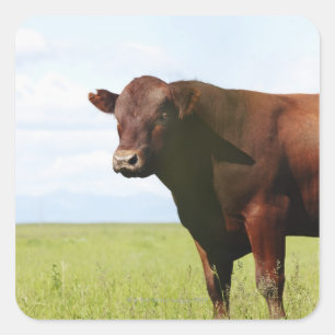 Pegatina Cuadrada Vaca de carne de vacuno en el campo