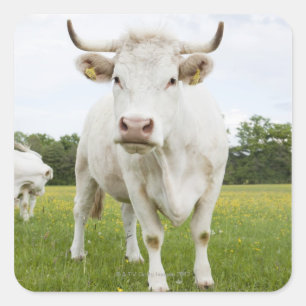 Pegatina Cuadrada Vaca de pie en un campo de hierba