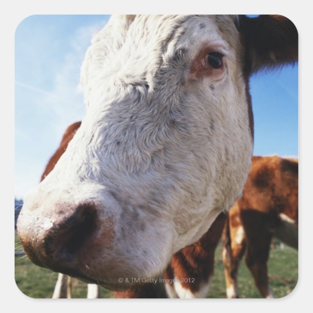 Pegatina Cuadrada Vaca en el campo, cierre (Anverso)