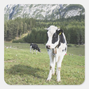 Pegatina Cuadrada Vaca En Un Parto, Fie Allo Sciliar, Alto Adige,