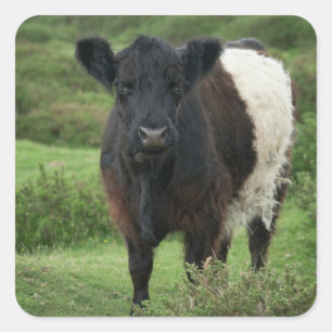 Pegatina Cuadrada Vaca Galloway Bellada