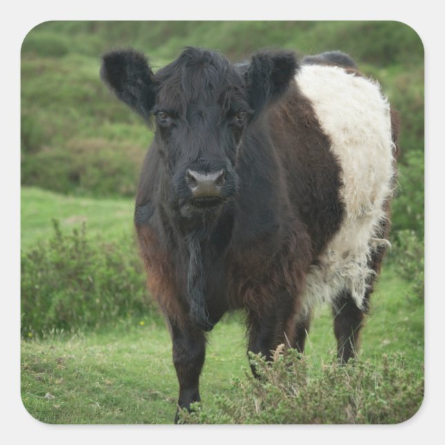 Pegatina Cuadrada Vaca Galloway Bellada (Anverso)