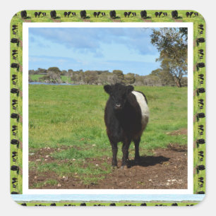 Pegatina Cuadrada Vaca Galloway Bellada Femenina Enmarcada,