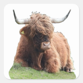 Pegatina Cuadrada Vaca "Moo" de las Tierras Altas de Escocia