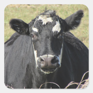 Pegatina Cuadrada Vaca negra