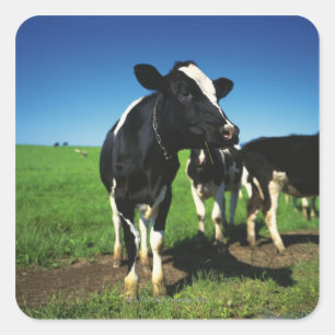 Pegatina Cuadrada Vacas de Holstein en un campo