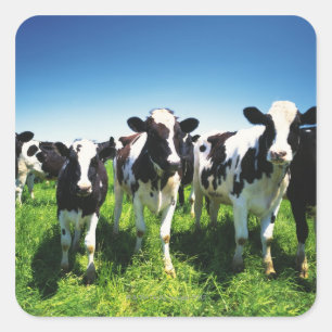 Pegatina Cuadrada Vacas en el campo, ciudad de Betsukai, Hokkaido