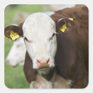 Pegatina Cuadrada Vacas en el pasto, primer