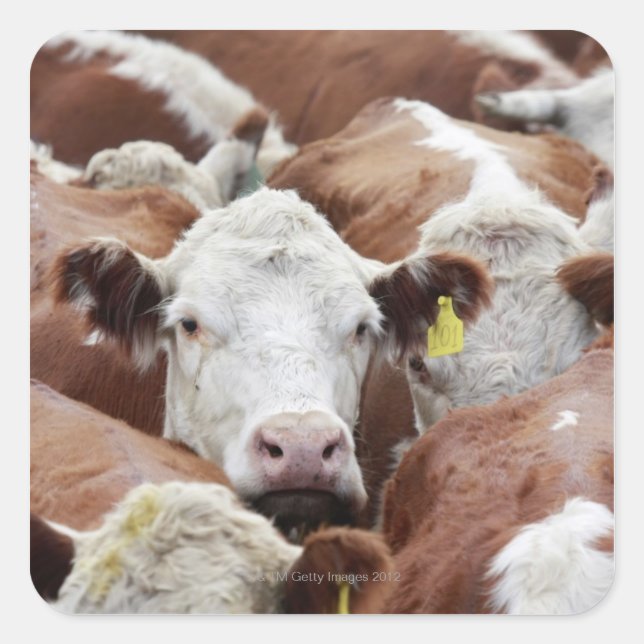 Pegatina Cuadrada Vacas en un corral (Anverso)