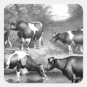 Pegatina Cuadrada Vacas francas de Holstein