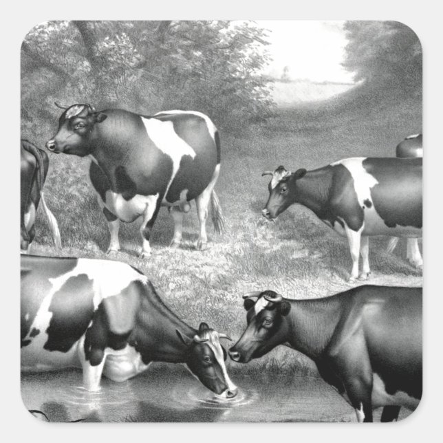 Pegatina Cuadrada Vacas francas de Holstein (Anverso)