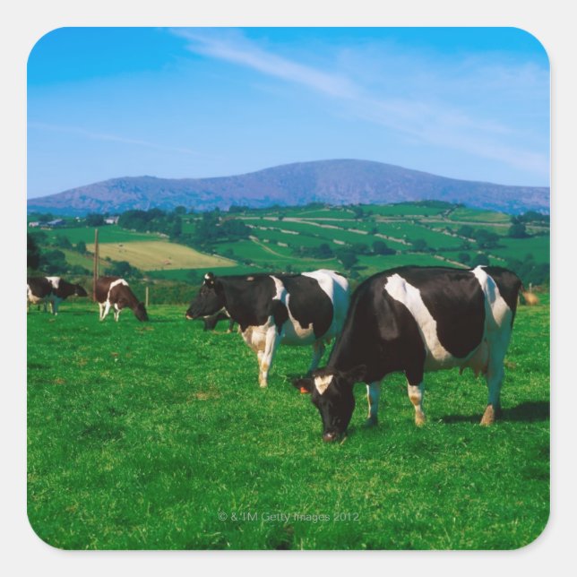 Pegatina Cuadrada Vacas Holstein-Friesias cerca de Borris, Condado (Anverso)