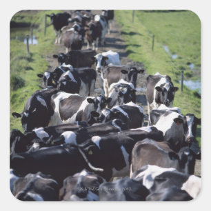 Pegatina Cuadrada Vacas Lácteas, En Espera De La Leche, CoLaois,