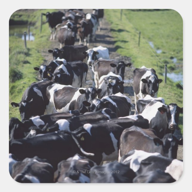 Pegatina Cuadrada Vacas Lácteas, En Espera De La Leche, CoLaois, (Anverso)