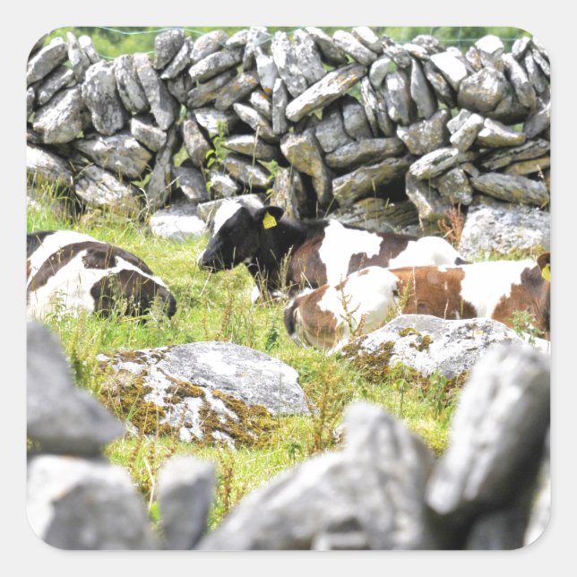 Pegatina Cuadrada Vacas moo (Anverso)