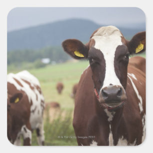 Pegatina Cuadrada Vacas rayas